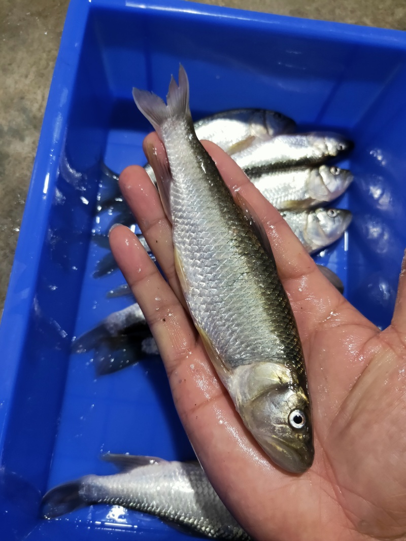 溪流马口，各种溪流鱼货都有，常年有专业人士抓的溪流鱼