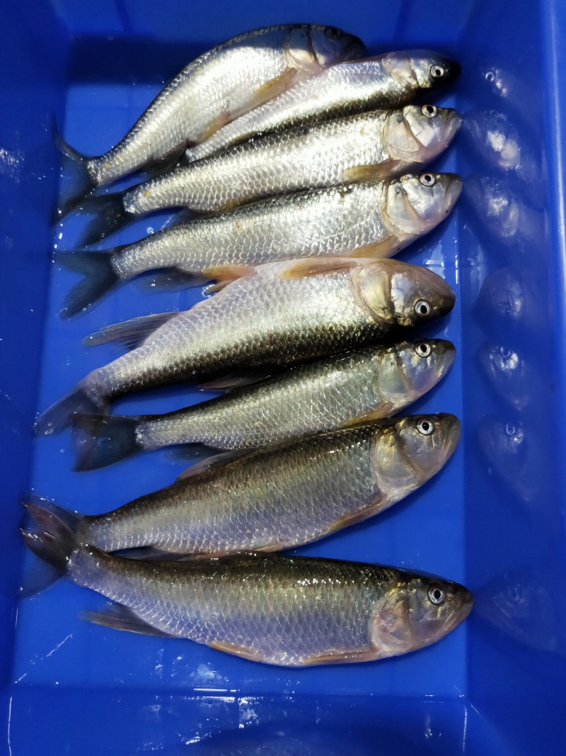 溪流马口，各种溪流鱼货都有，常年有专业人士抓的溪流鱼
