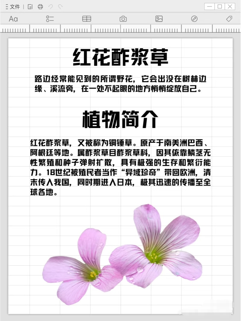 红花酢浆草种球