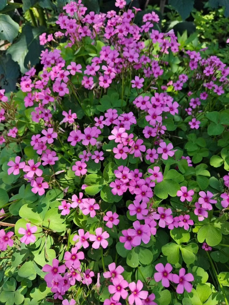 红花酢浆草种球
