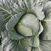 奥奇包菜扁包菜/圆包菜颜色青绿货源充足现砍现装