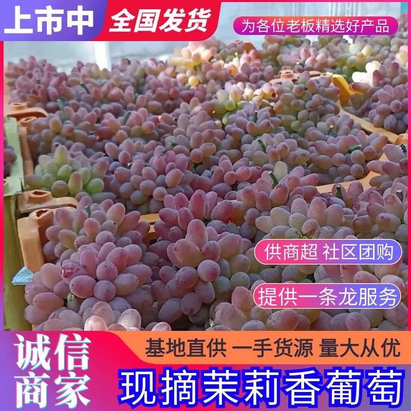 【茉莉香葡萄】云南葡萄/现摘现发/批发～商超～电商～团购
