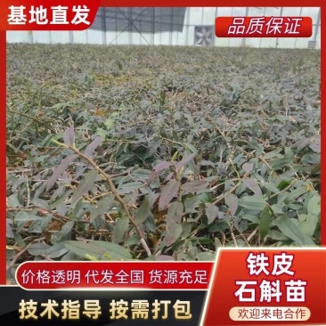 铁皮石斛苗一手货源量大从优产地直发可提供技术指导