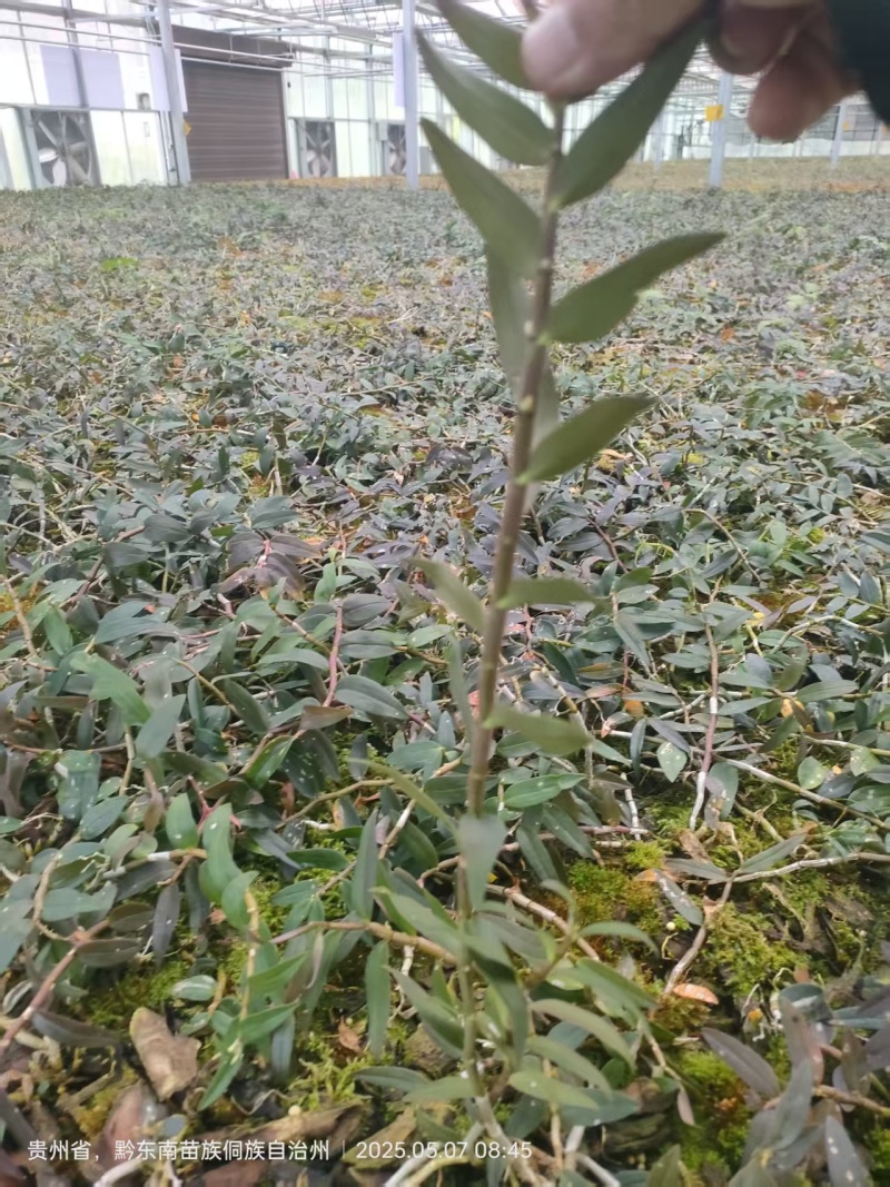 铁皮石斛苗一手货源量大从优产地直发可提供技术指导