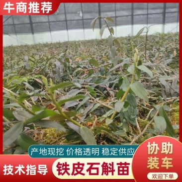 铁皮石斛苗一手货源量大从优可视频看货欢迎全国老板咨询