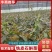 铁皮石斛苗一手货源量大从优可视频看货欢迎全国老板咨询