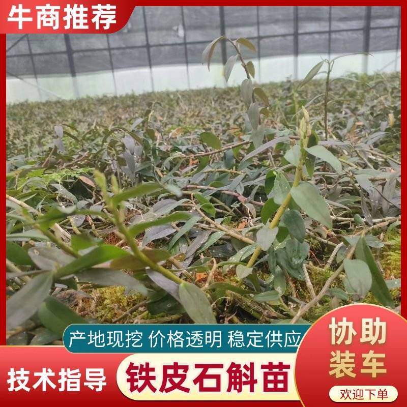铁皮石斛苗一手货源量大从优可视频看货欢迎全国老板咨询