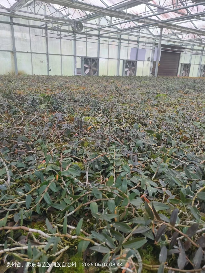 铁皮石斛苗一手货源量大从优可视频看货欢迎全国老板咨询