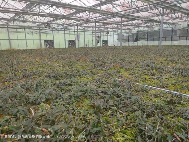 铁皮石斛苗一手货源量大从优可视频看货欢迎全国老板咨询