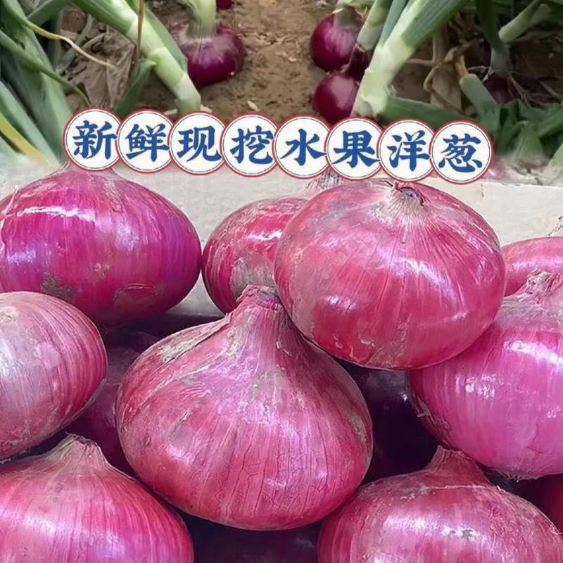 河南开封精品紫皮洋葱现货上市货源充足品质好价格低发市场
