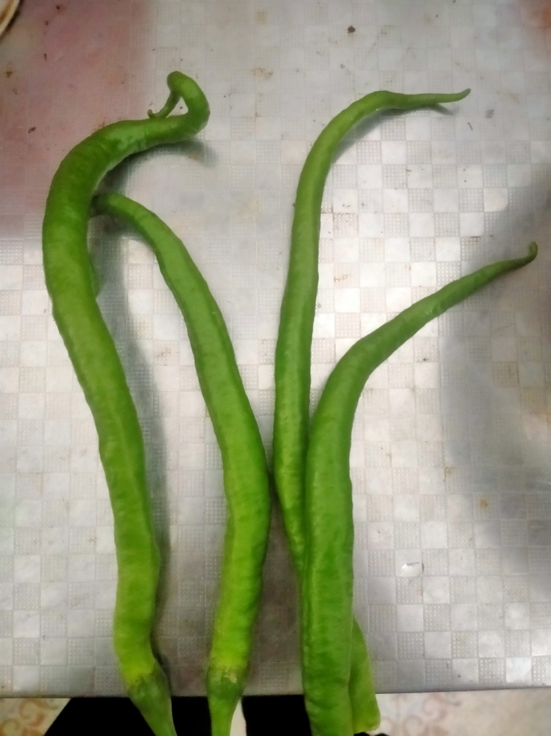 贵州辣椒批发