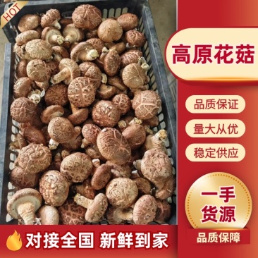 产地直发，精挑细选质量有保证，定金留货需要联系