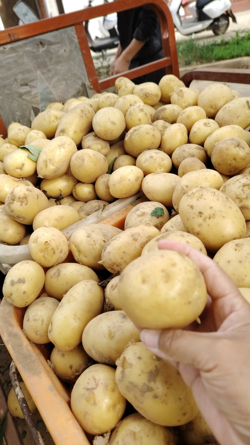 湖北土豆实验一沃土电商货小土豆大量有货