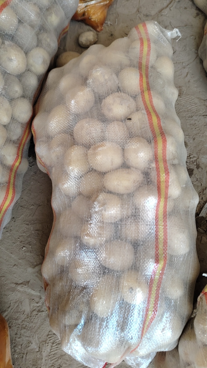 湖北土豆实验一沃土电商货小土豆大量有货