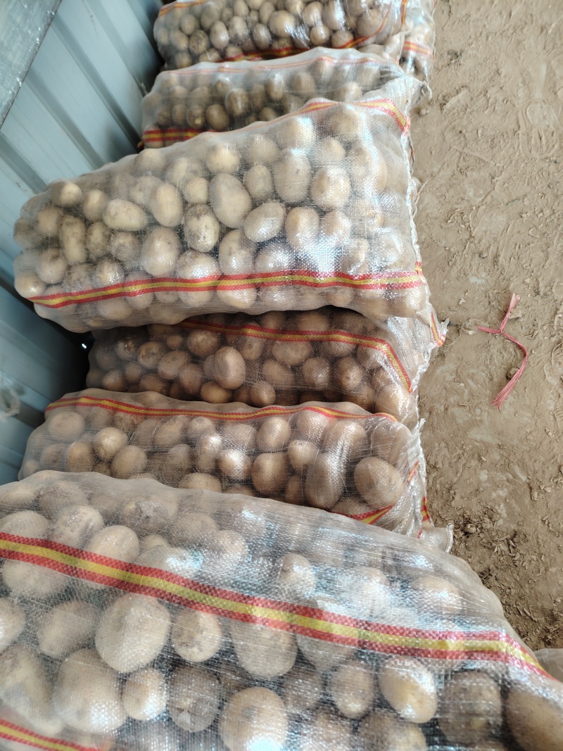湖北土豆实验一沃土电商货小土豆大量有货