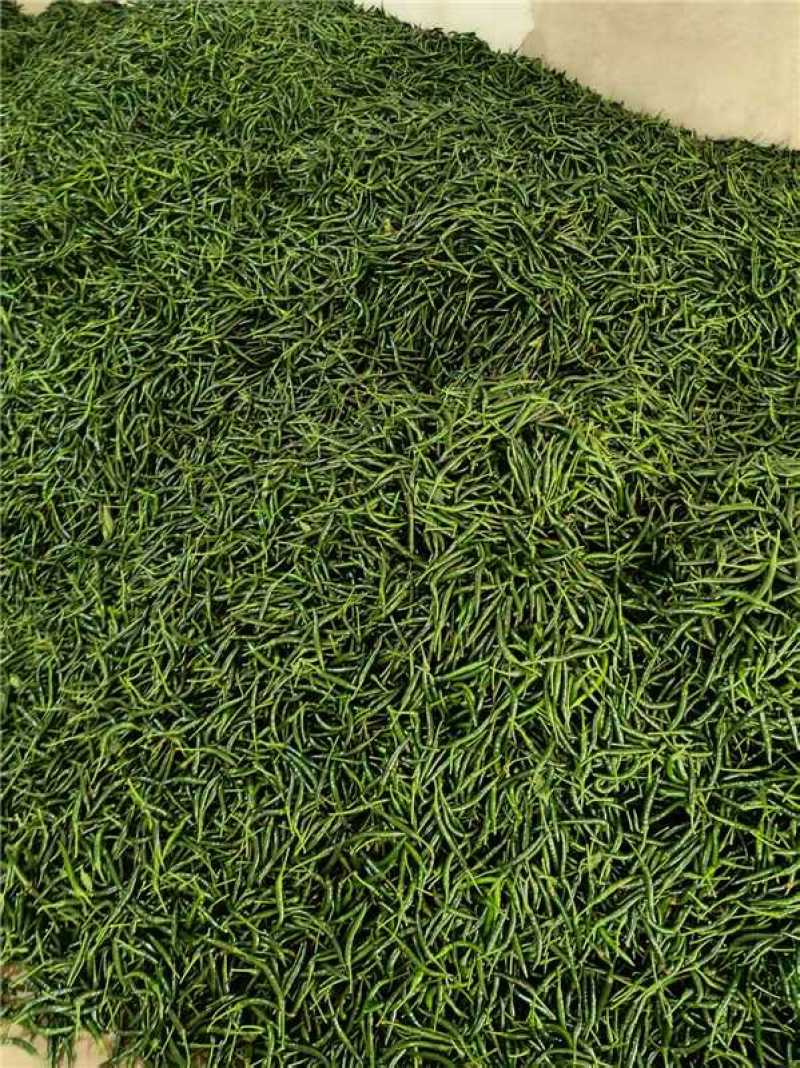 广西南宁小米椒，大量上市，保质保量，欢迎老板来电咨询