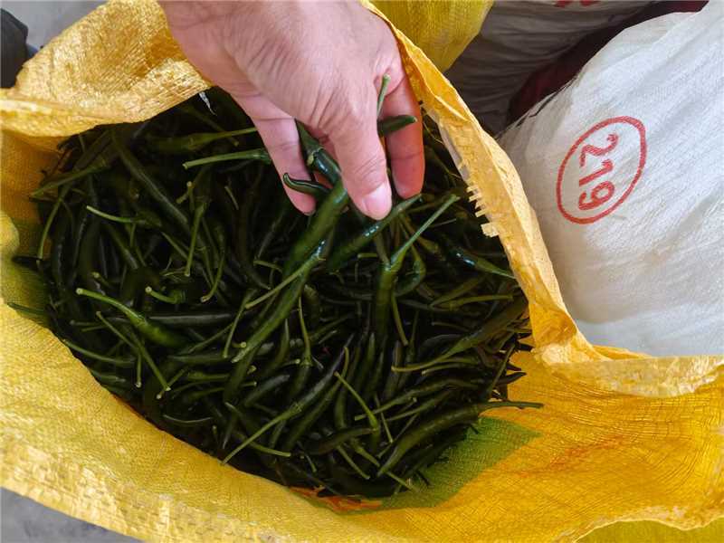 广西南宁小米椒，大量上市，保质保量，欢迎老板来电咨询