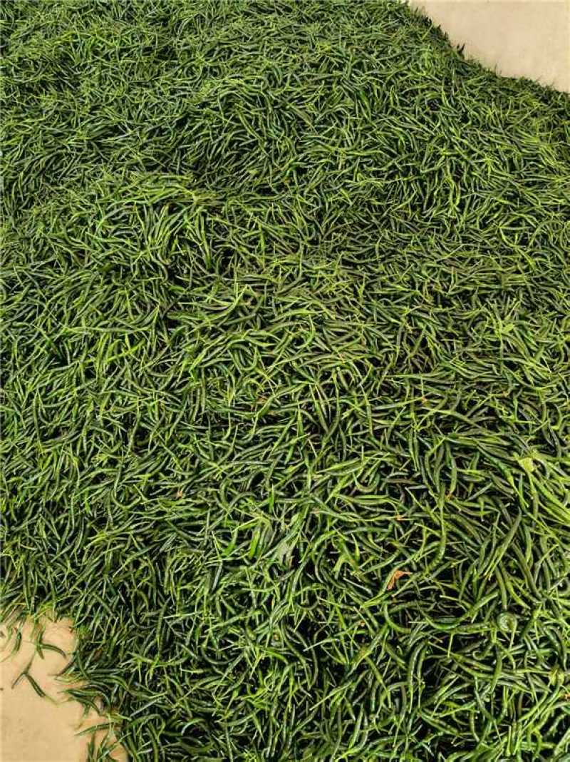 广西南宁小米椒，大量上市，保质保量，欢迎老板来电咨询