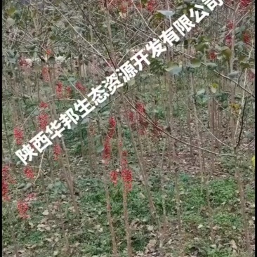 一千两百多棵山桐子挂果树出售，非诚勿扰