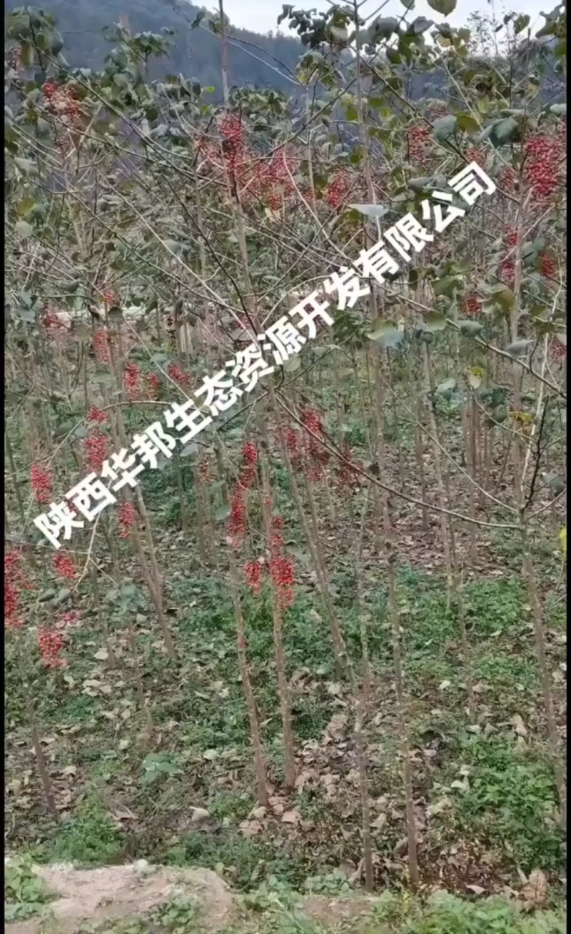 一千两百多棵山桐子挂果树出售，非诚勿扰