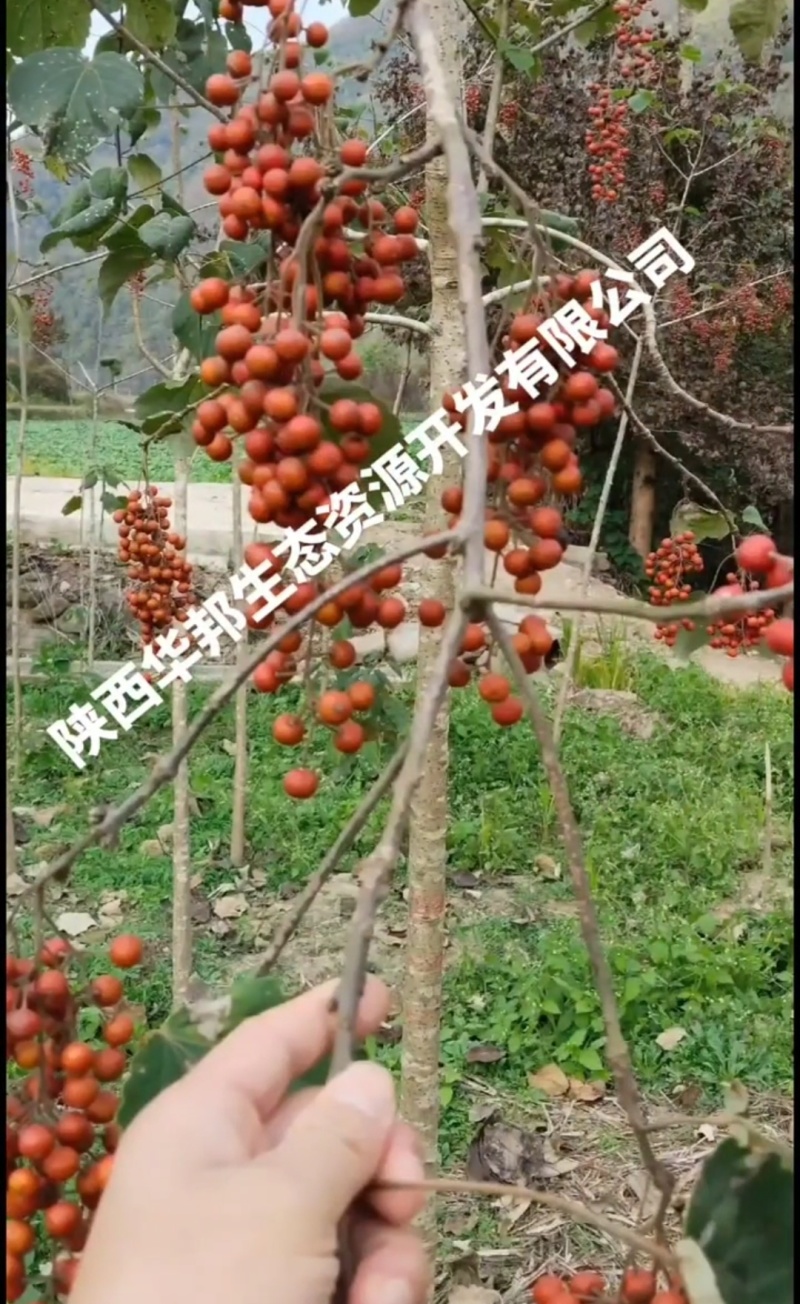 一千两百多棵山桐子挂果树出售，非诚勿扰