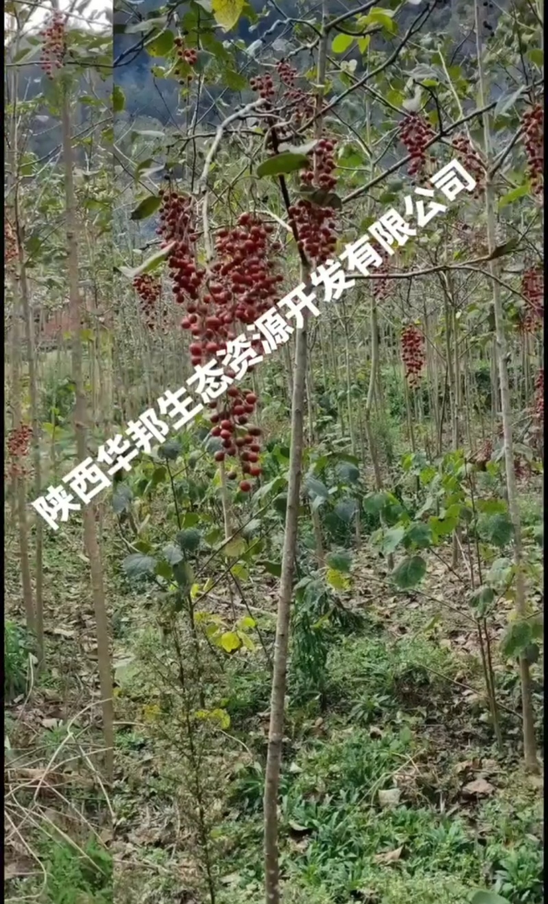 一千两百多棵山桐子挂果树出售，非诚勿扰