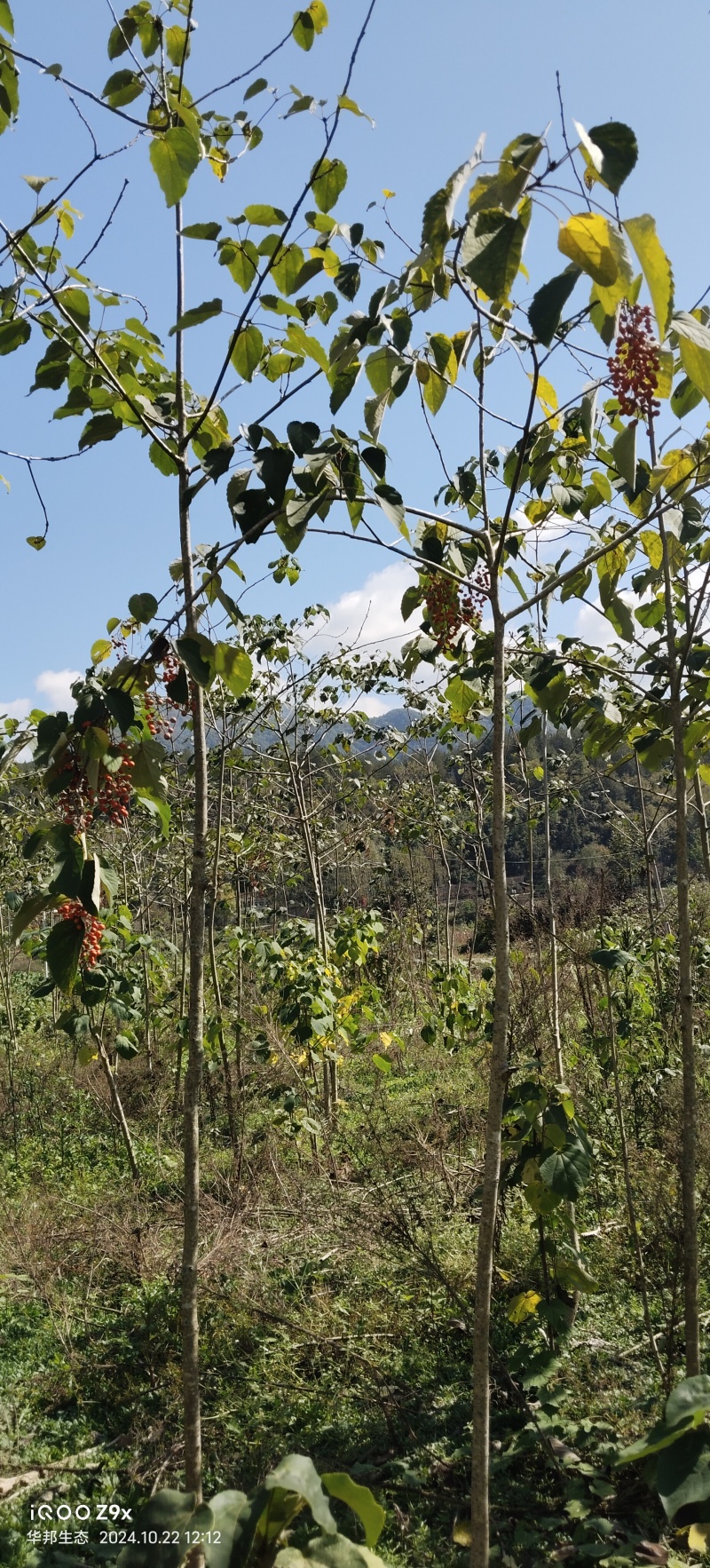 一千两百多棵山桐子挂果树出售，非诚勿扰