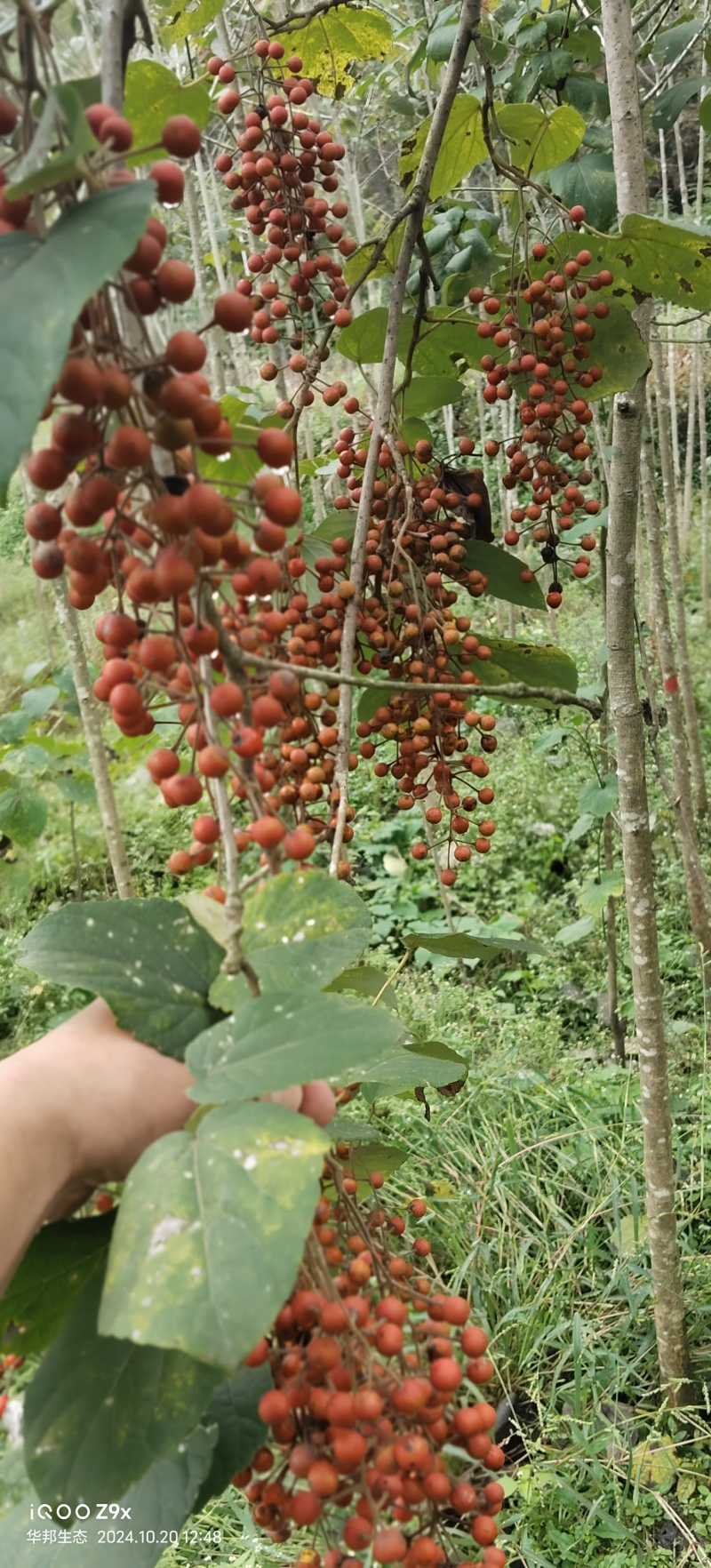 一千两百多棵山桐子挂果树出售，非诚勿扰