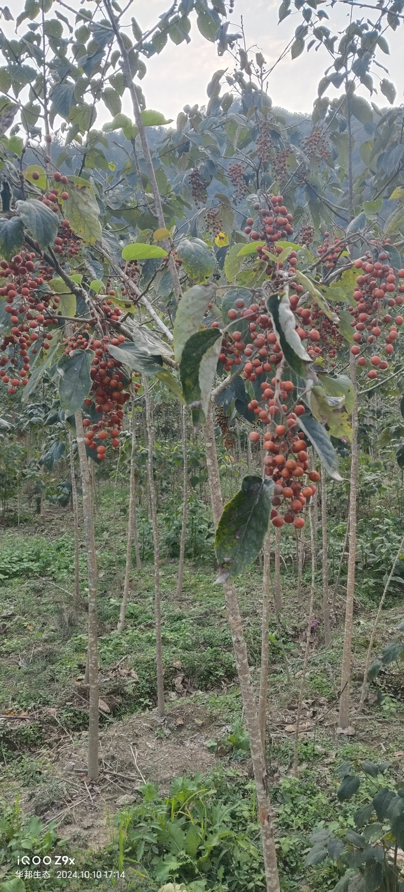 一千两百多棵山桐子挂果树出售，非诚勿扰