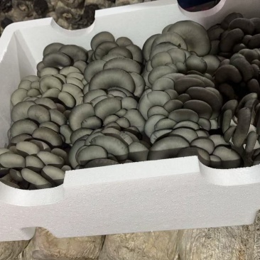 黑平菇大量现货供应，规格齐全，可视频看货代发全国客商