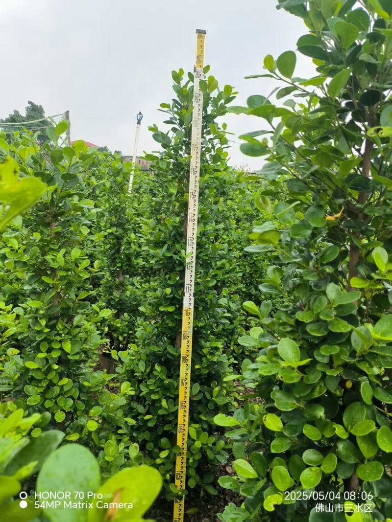 广东火山熔造型景观树现货速发品质保证欢迎来电质询