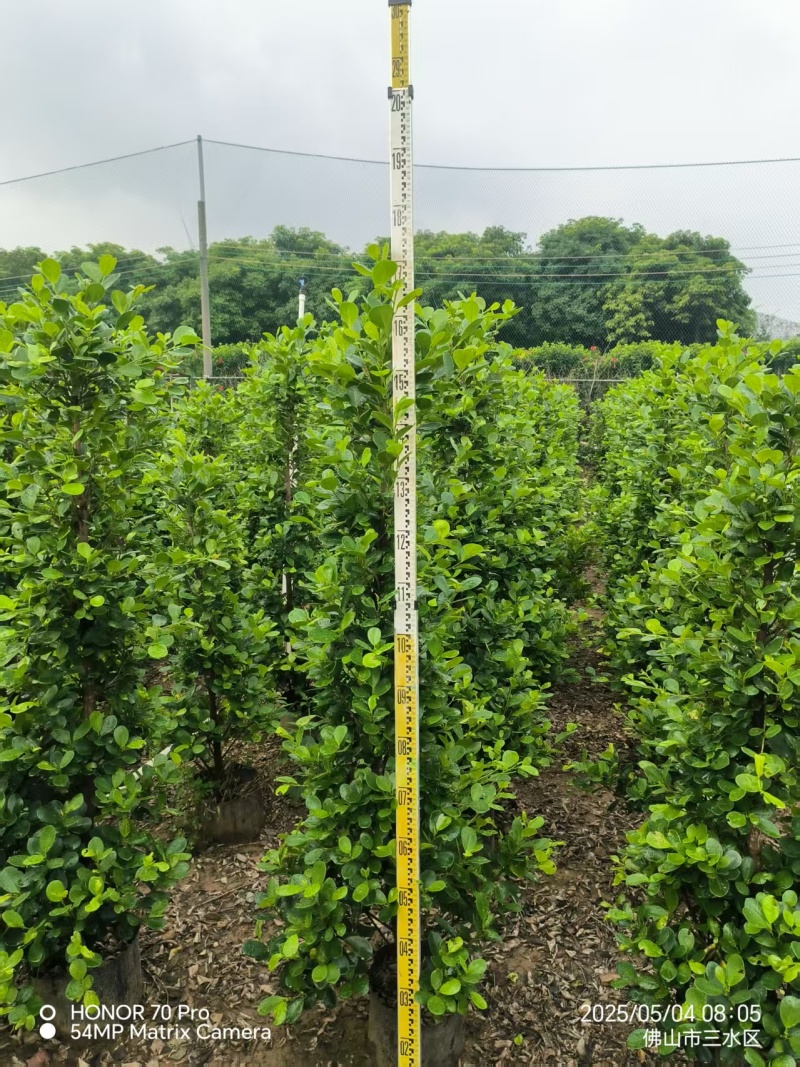 广东火山熔造型景观树现货速发品质保证欢迎来电质询