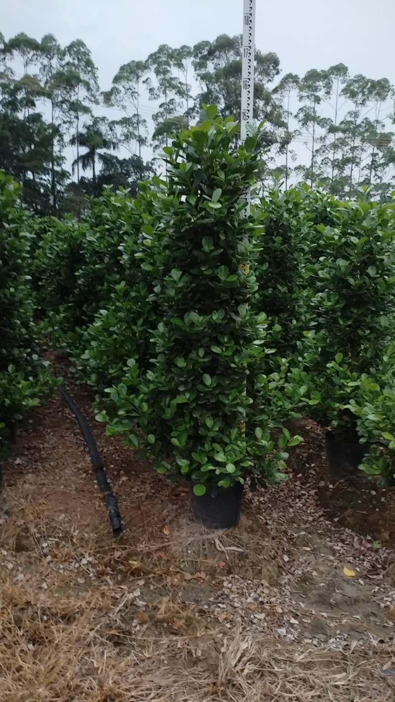 广东火山熔造型景观树现货速发品质保证欢迎来电质询