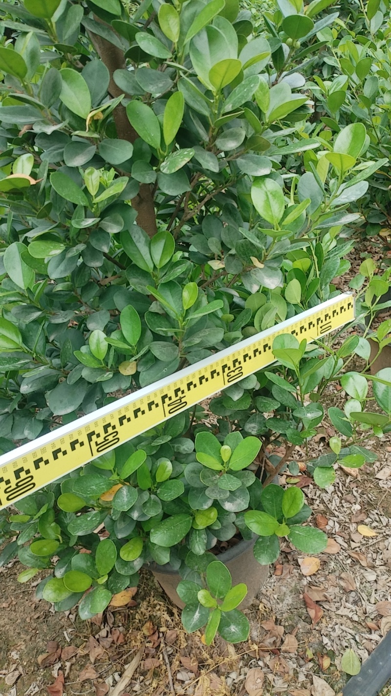 广东火山熔造型景观树现货速发品质保证欢迎来电质询