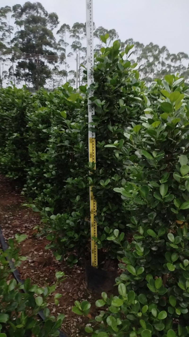 广东火山熔，大量供应，现货速发欢迎来电质询