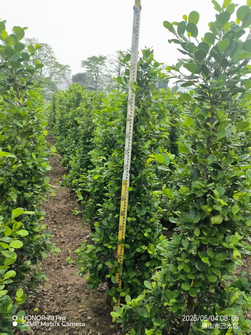 广东火山熔，大量供应，现货速发欢迎来电质询