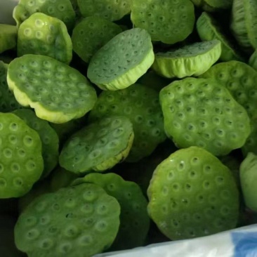 海南水果嫩莲蓬基地直供全国各地发货大量现货供应荷花莲蓬莲