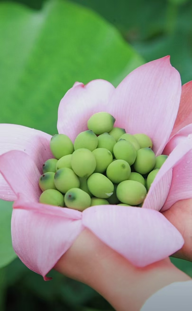 海南水果嫩莲蓬基地直供全国各地发货大量现货供应荷花莲蓬莲