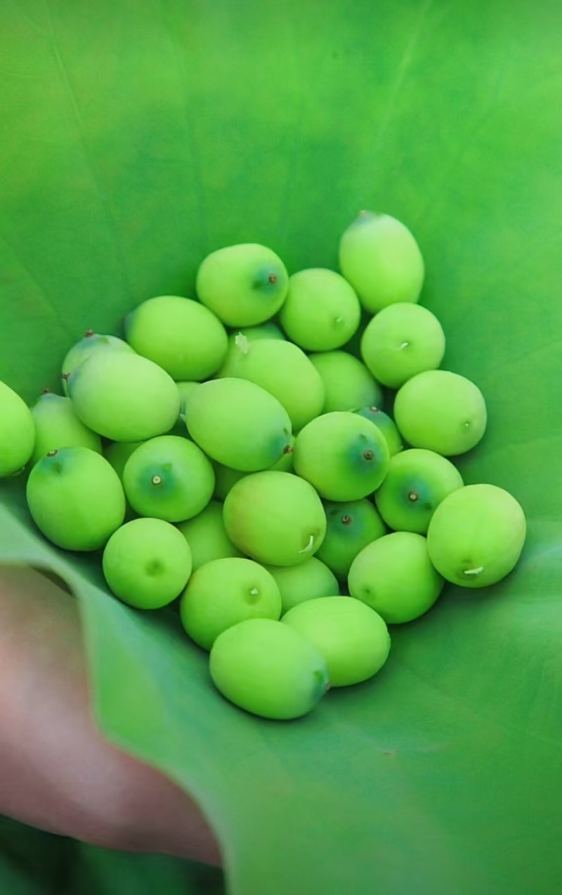 海南水果嫩莲蓬基地直供全国各地发货大量现货供应荷花莲蓬莲