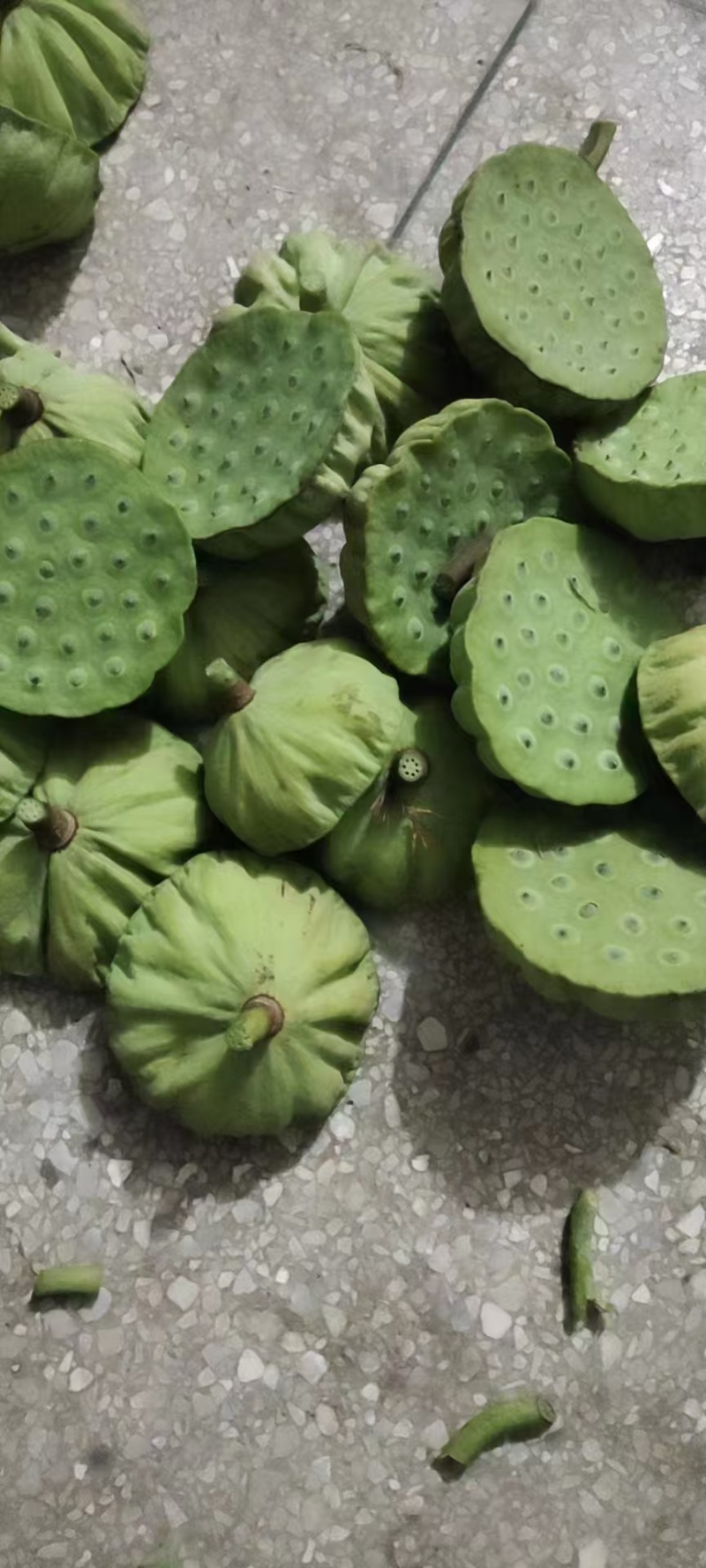 海南水果嫩莲蓬基地直供全国各地发货大量现货供应荷花莲蓬莲