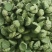 海南水果嫩莲蓬基地直供全国各地发货大量现货供应荷花莲蓬莲