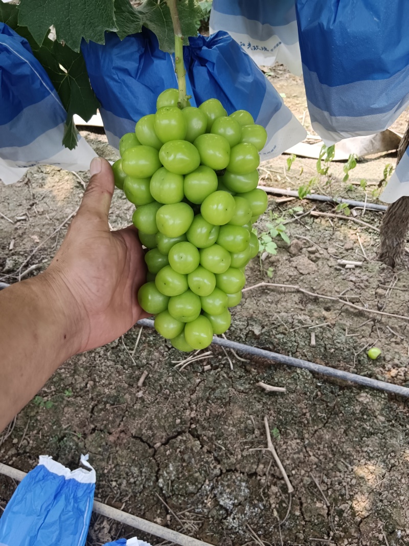 阳光玫瑰夏黑葡萄大量上市一手货源产地直发