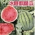 精品麒麟美都甜王西瓜糖度高一手货源包熟包甜生瓜包赔