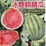 精品麒麟美都甜王西瓜糖度高一手货源包熟包甜生瓜包赔
