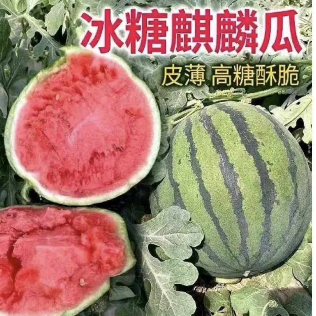 [麒麟西瓜批发]河南商丘夏邑县西瓜 0.30元/斤精品麒麟美都甜 _ 一亩田