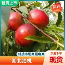 襄阳精品中油油桃，百亩果园，现摘现发，可视频看货