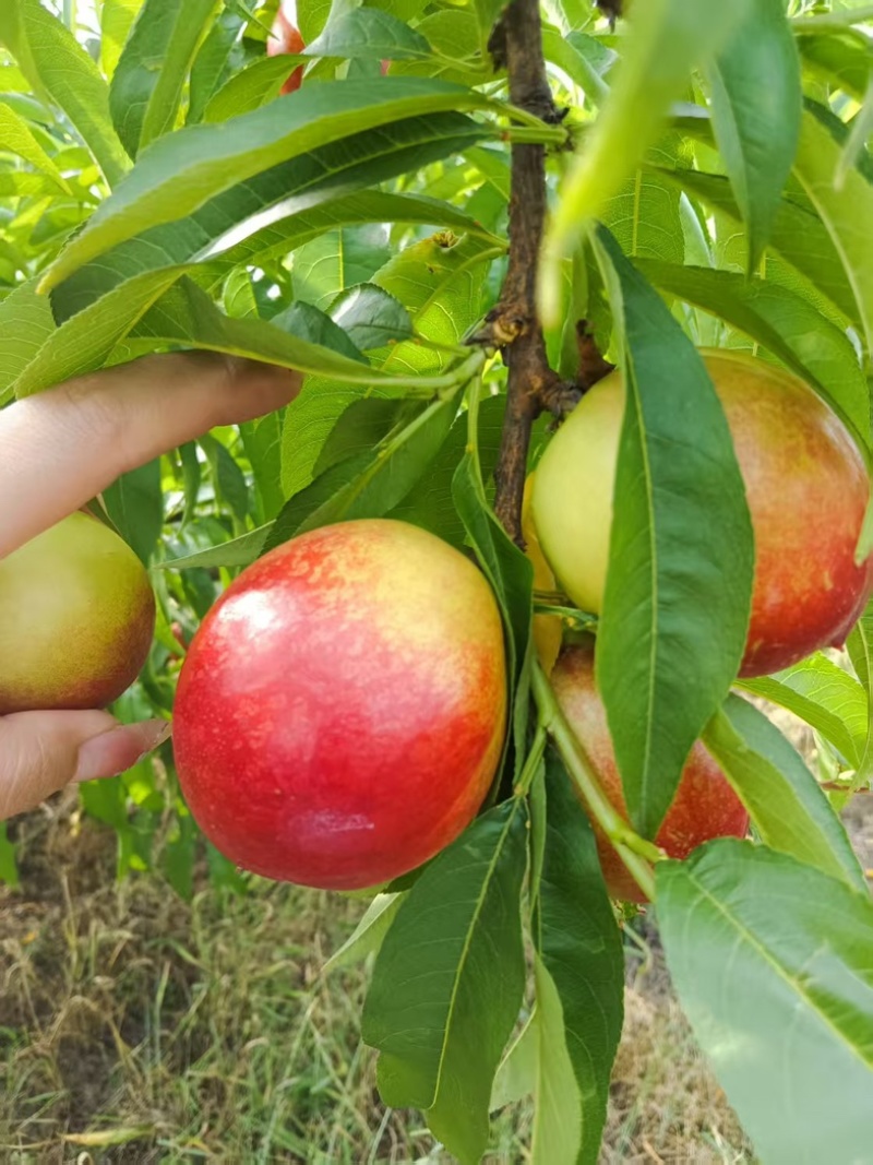 襄阳精品中油油桃，百亩果园，现摘现发，可视频看货