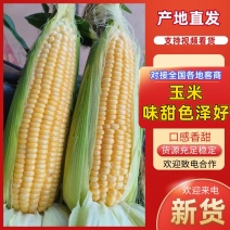 湖北甜玉米大量上市品质优欢迎老板前来选购