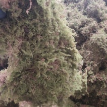 青苔藓干货养花育苗保湿保温推选常年批发零售供货