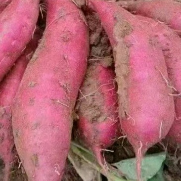 广东湛江精品西瓜红红薯产地发货一手货源批发品质保证价格美